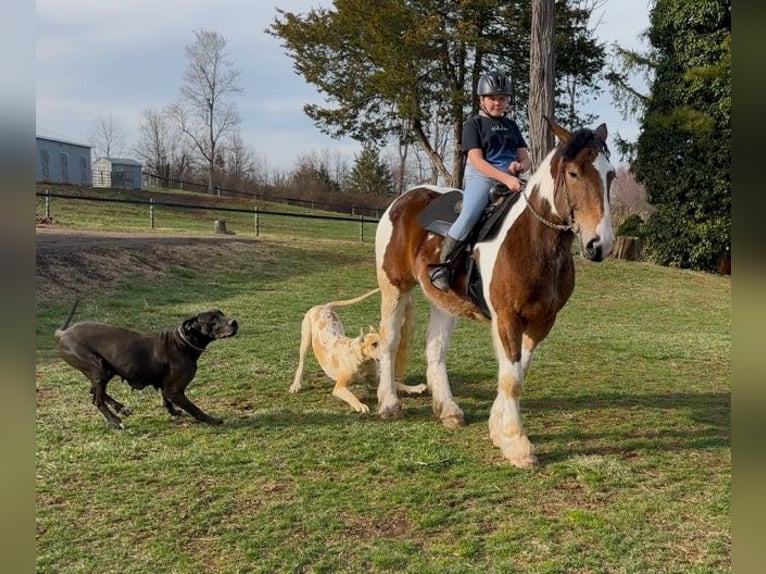 Koń pociągowy Mix Wałach 3 lat 152 cm Gniada in Allentown