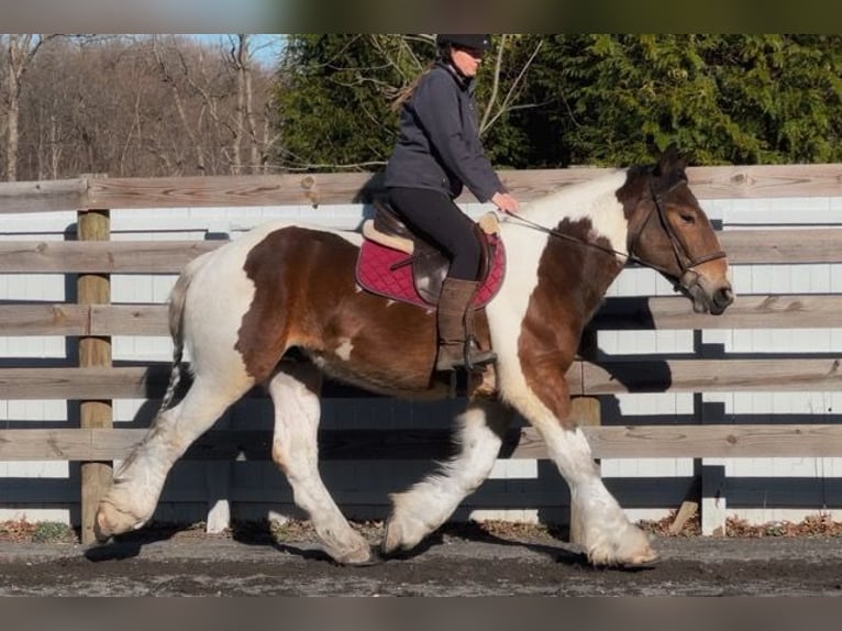 Koń pociągowy Mix Wałach 3 lat 152 cm Gniada in Allentown