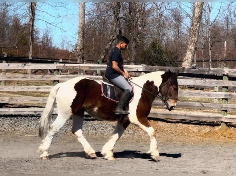 Koń pociągowy Mix Wałach 3 lat 152 cm Gniada in Allentown