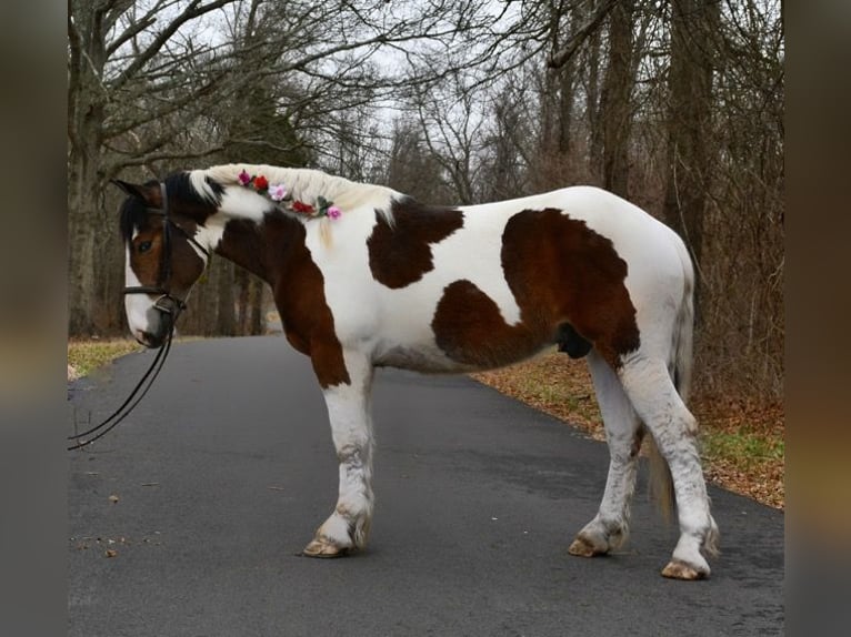 Koń pociągowy Mix Wałach 3 lat 152 cm Gniada in Allentown