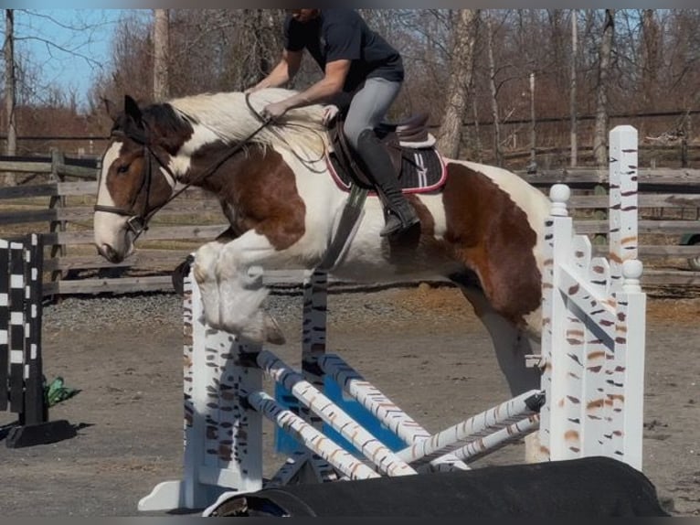 Koń pociągowy Mix Wałach 3 lat 152 cm Gniada in Allentown