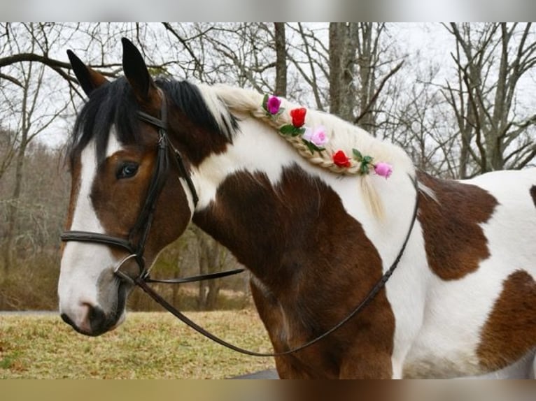 Koń pociągowy Mix Wałach 3 lat 152 cm Gniada in Allentown