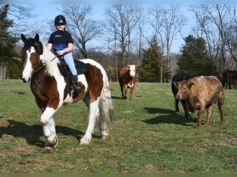 Koń pociągowy Mix Wałach 3 lat 152 cm Gniada in Allentown