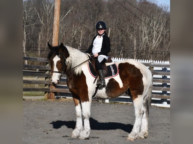 Koń pociągowy Mix Wałach 3 lat 152 cm Gniada in Allentown