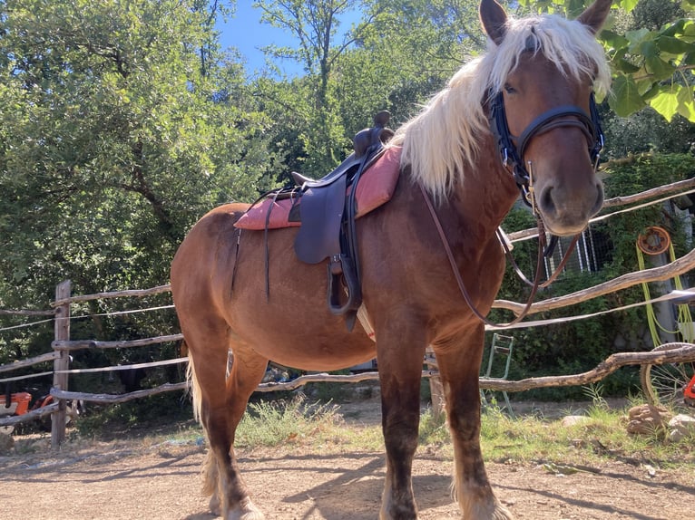 Koń pociągowy Wałach 3 lat 155 cm Izabelowata in Saint Victor des oules