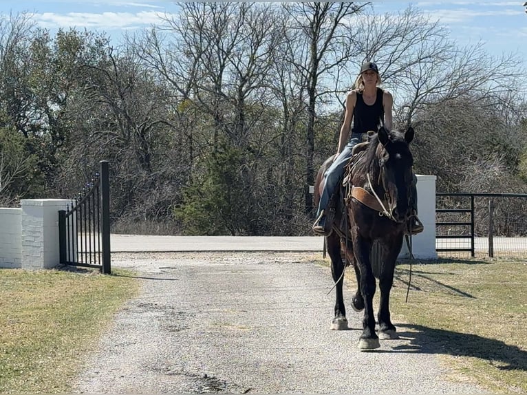 Koń pociągowy Wałach 3 lat 170 cm Kara in Weatherford