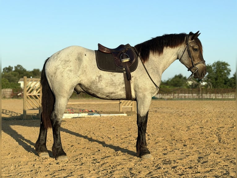 Koń pociągowy Mix Wałach 3 lat 173 cm Karodereszowata in Weatherford