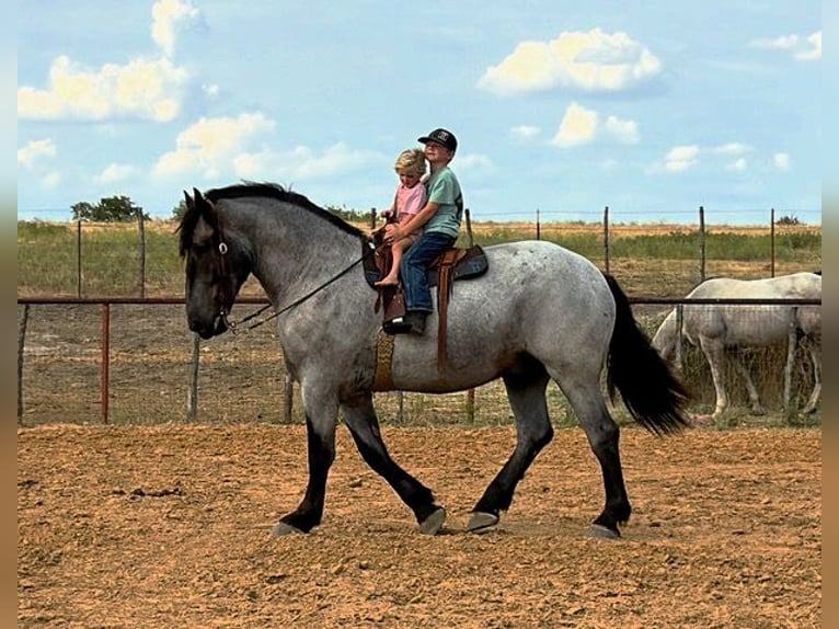 Koń pociągowy Mix Wałach 3 lat 173 cm Karodereszowata in Weatherford