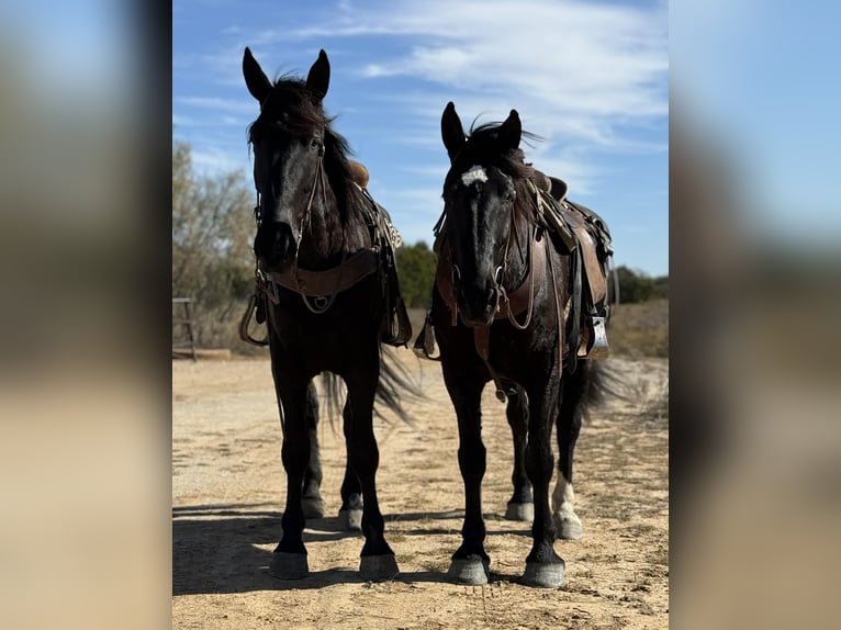 Koń pociągowy Wałach 3 lat 175 cm Kara in Jacksboro, TX