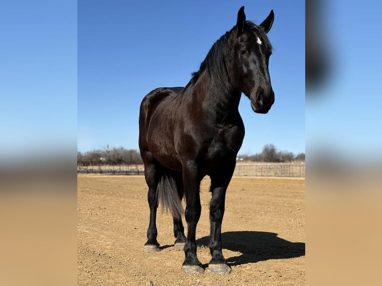 Koń pociągowy Wałach 3 lat 178 cm Kara in Weatherford
