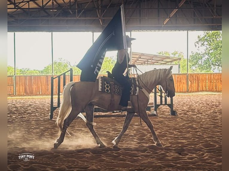 Koń pociągowy Mix Wałach 3 lat Izabelowata in Jacksboro