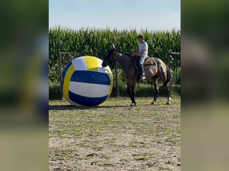 Koń pociągowy Mix Wałach 3 lat Karodereszowata in Sheldon
