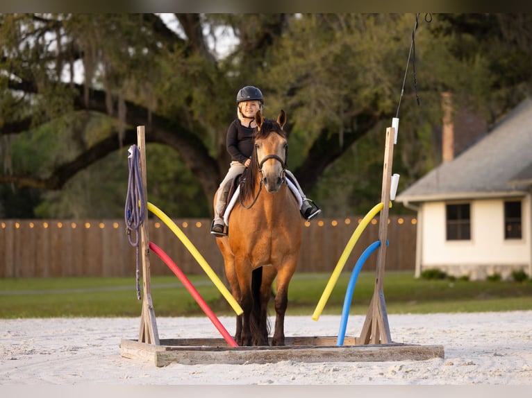 Koń pociągowy Mix Wałach 4 lat 150 cm Jelenia in Ocala