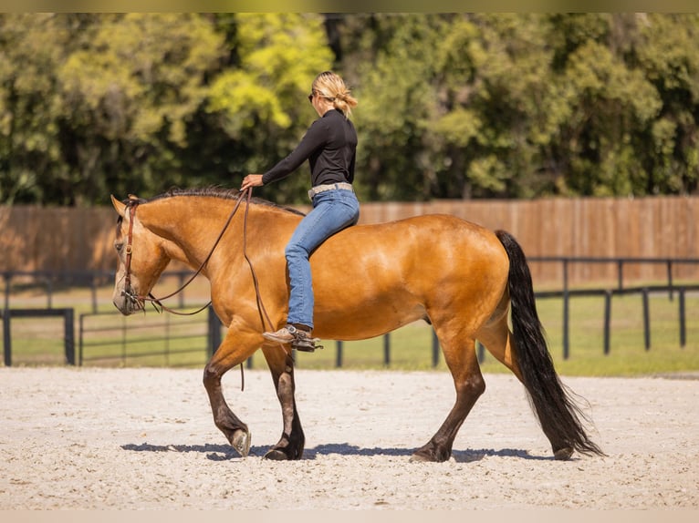 Koń pociągowy Mix Wałach 4 lat 150 cm Jelenia in Ocala