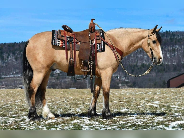 Koń pociągowy Mix Wałach 4 lat 150 cm Jelenia in Rebersburg