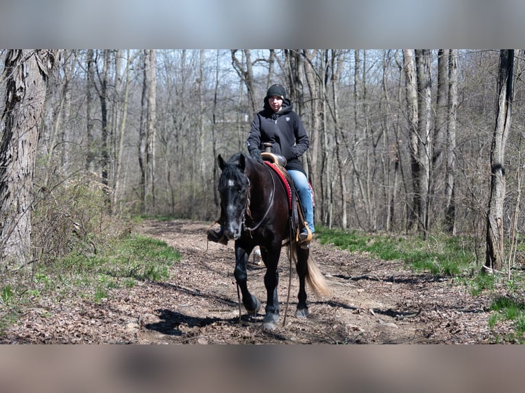 Koń pociągowy Mix Wałach 4 lat 152 cm Siwa in Fredericksburg