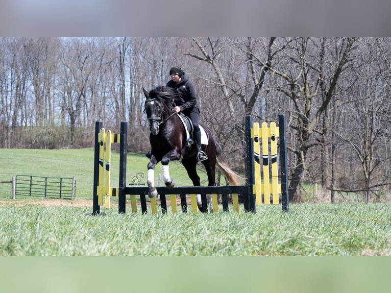 Koń pociągowy Mix Wałach 4 lat 152 cm Siwa in Fredericksburg