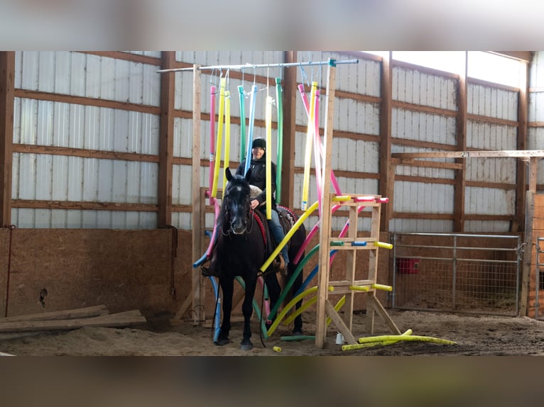 Koń pociągowy Mix Wałach 4 lat 152 cm Siwa in Fredericksburg