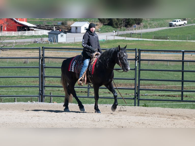 Koń pociągowy Mix Wałach 4 lat 152 cm Siwa in Fredericksburg