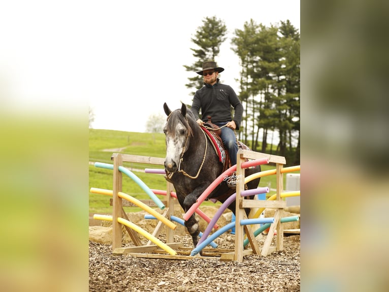 Koń pociągowy Mix Wałach 4 lat 155 cm Siwa jabłkowita in Millersburg