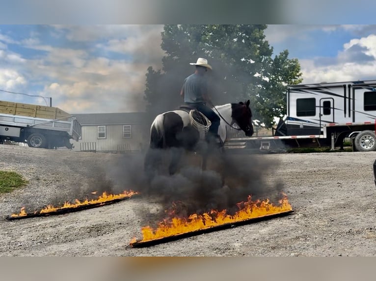 Koń pociągowy Mix Wałach 4 lat 155 cm Srokata in Gap
