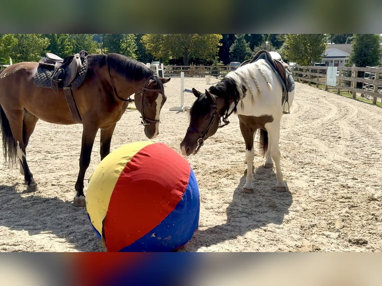 Koń pociągowy Mix Wałach 4 lat 155 cm Srokata in Gap