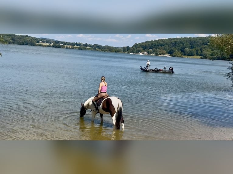 Koń pociągowy Mix Wałach 4 lat 155 cm Srokata in Gap