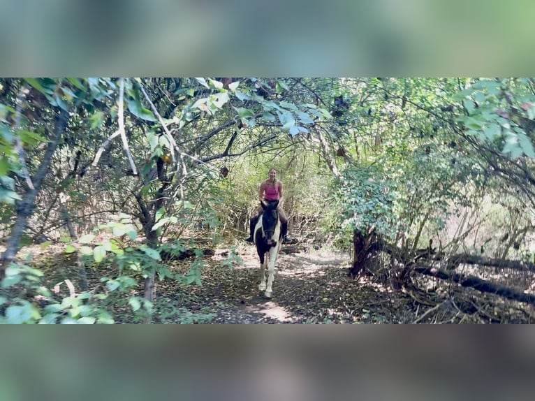 Koń pociągowy Mix Wałach 4 lat 155 cm Srokata in Gap