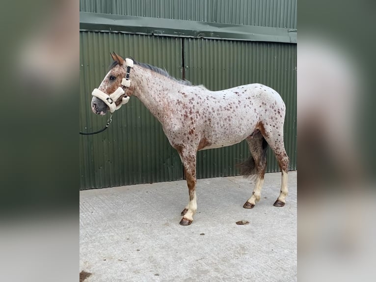 Koń pociągowy Wałach 4 lat 156 cm Tarantowata in Sligo