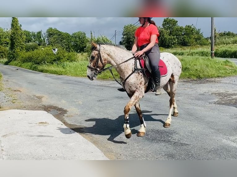 Koń pociągowy Wałach 4 lat 156 cm Tarantowata in Sligo