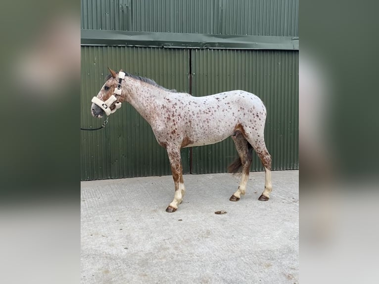 Koń pociągowy Wałach 4 lat 156 cm Tarantowata in Sligo