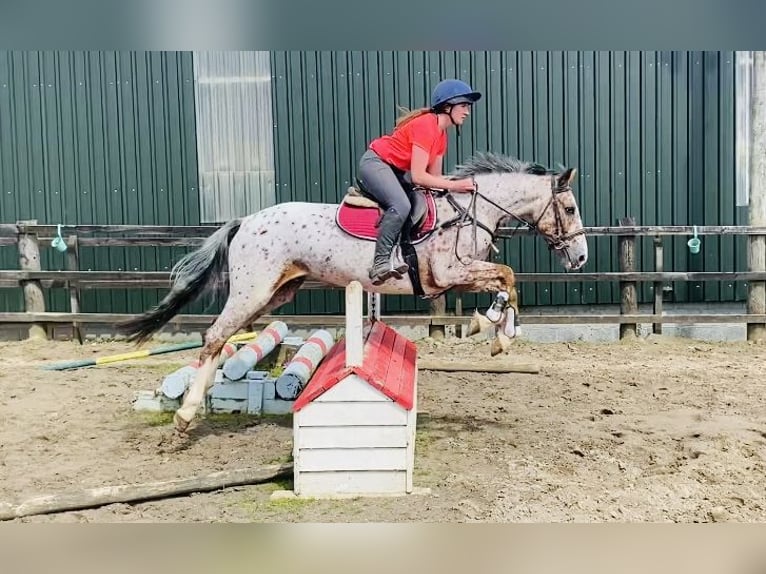 Koń pociągowy Wałach 4 lat 156 cm Tarantowata in Sligo