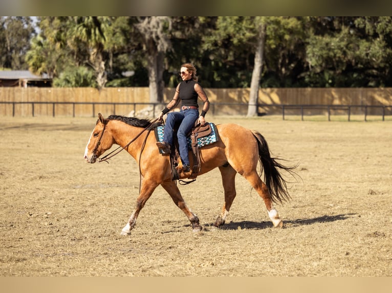 Koń pociągowy Mix Wałach 4 lat 160 cm Bułana in Ocala
