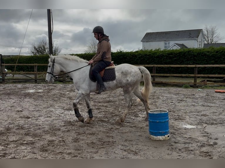 Koń pociągowy Wałach 4 lat 160 cm Siwa in Sligo