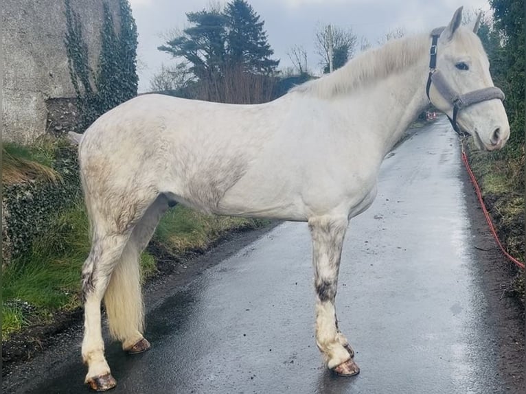 Koń pociągowy Wałach 4 lat 160 cm Siwa in Sligo