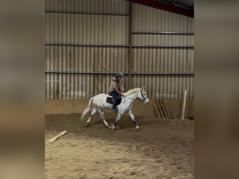 Koń pociągowy Wałach 4 lat 160 cm Siwa in Sligo