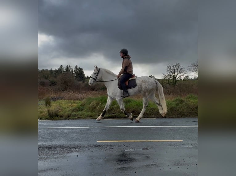 Koń pociągowy Wałach 4 lat 160 cm Siwa in Sligo