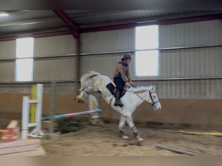 Koń pociągowy Wałach 4 lat 160 cm Siwa in Sligo