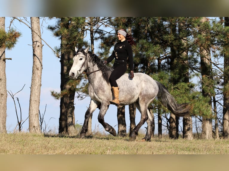Koń pociągowy Mix Wałach 4 lat 160 cm Siwa in Gönyű