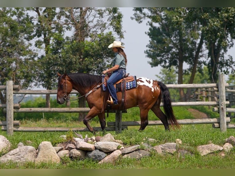 Koń pociągowy Wałach 4 lat 163 cm Gniada in Nevis, MN