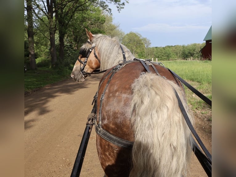 Koń pociągowy Mix Wałach 4 lat 163 cm Izabelowata in Howell