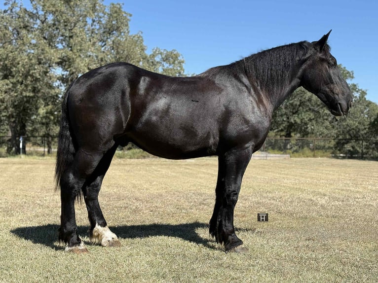 Koń pociągowy Wałach 4 lat 163 cm Kara in jacksboro TX