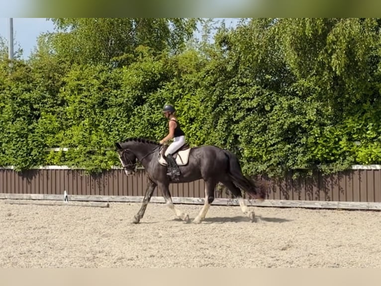 Koń pociągowy Wałach 4 lat 164 cm Karodereszowata in Mountrath, Co. Laois