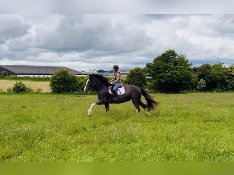 Koń pociągowy Wałach 4 lat 164 cm Karodereszowata in Mountrath, Co. Laois