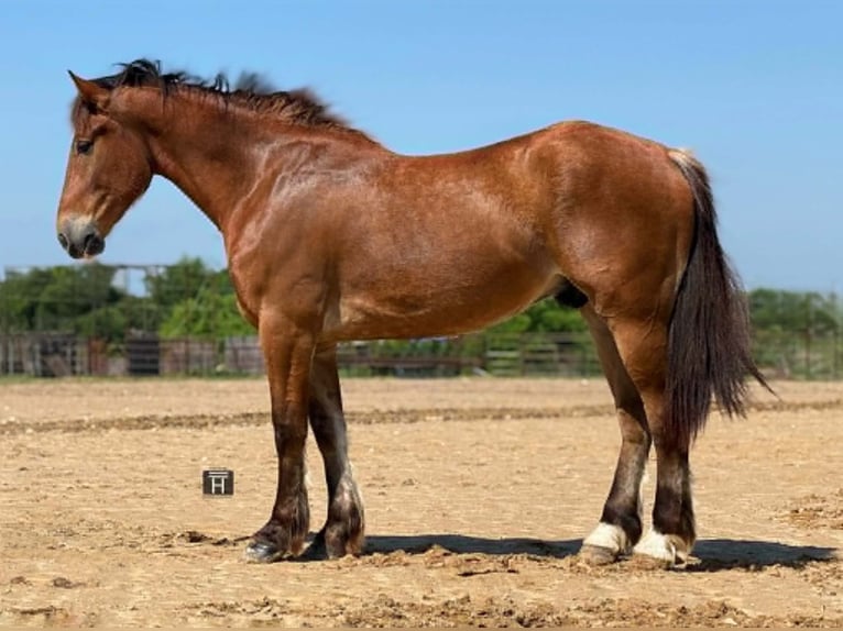 Koń pociągowy Wałach 4 lat 165 cm Gniada in Weatherford