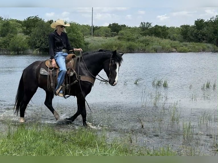 Koń pociągowy Wałach 4 lat 165 cm Kara in Jacksboro TX