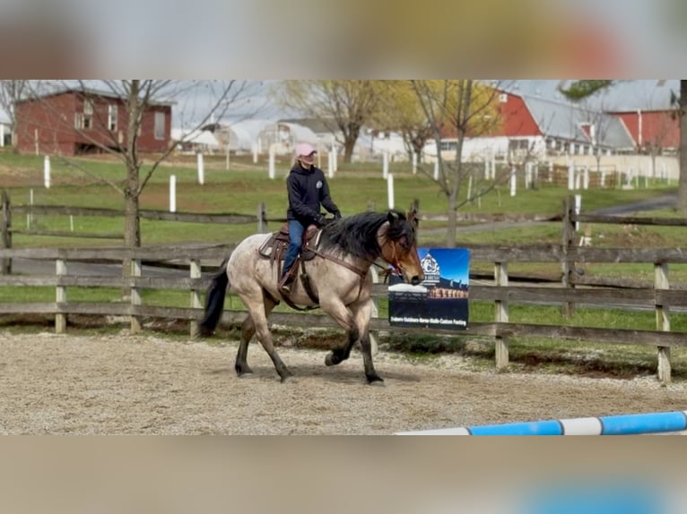 Koń pociągowy Mix Wałach 4 lat 168 cm Gniadodereszowata in Gap