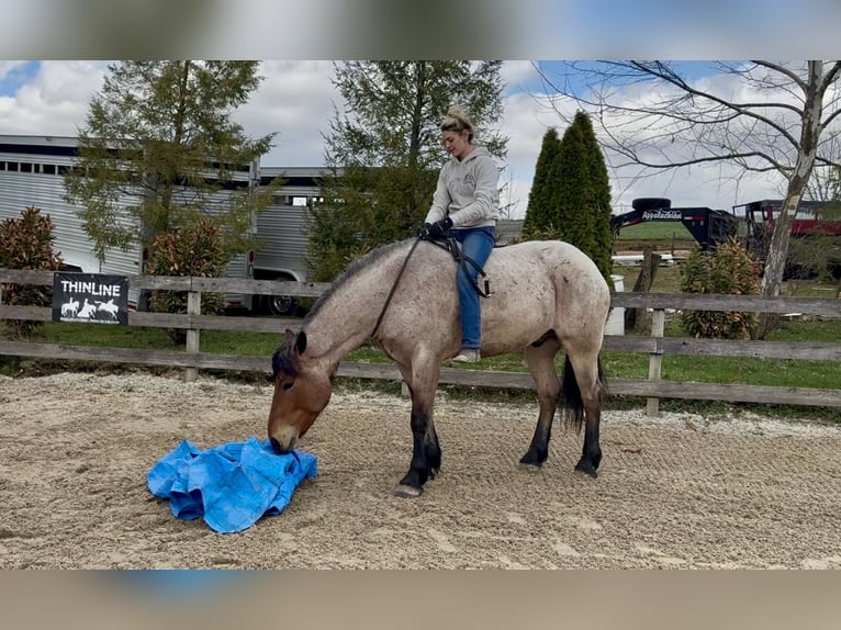 Koń pociągowy Mix Wałach 4 lat 168 cm Gniadodereszowata in Gap