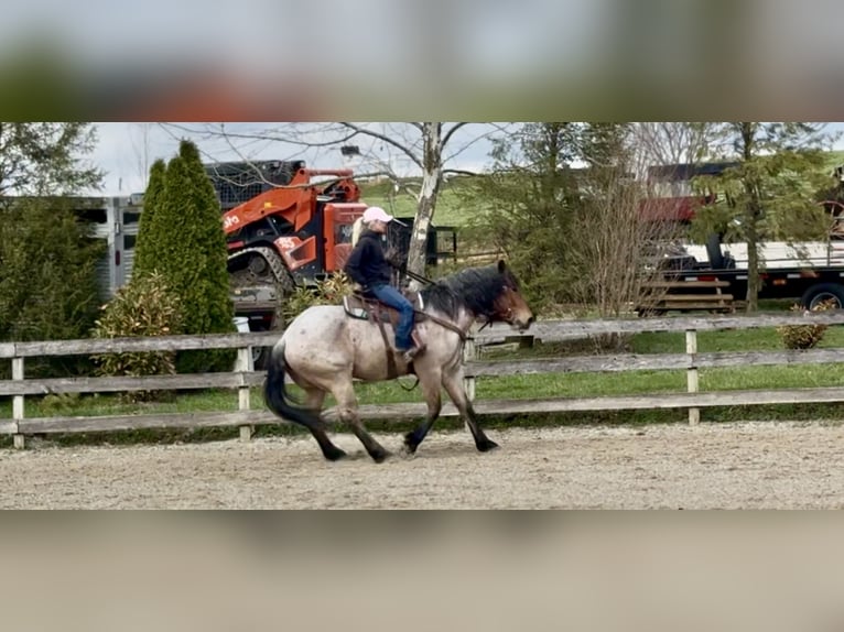 Koń pociągowy Mix Wałach 4 lat 168 cm Gniadodereszowata in Gap