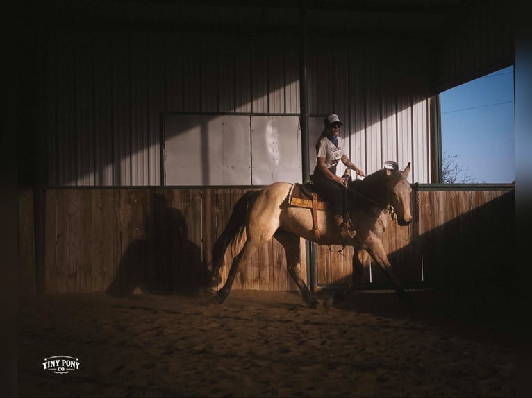 Koń pociągowy Wałach 4 lat 168 cm Jelenia in Jacksboro